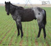 SALTY BLUE RIBBON MA